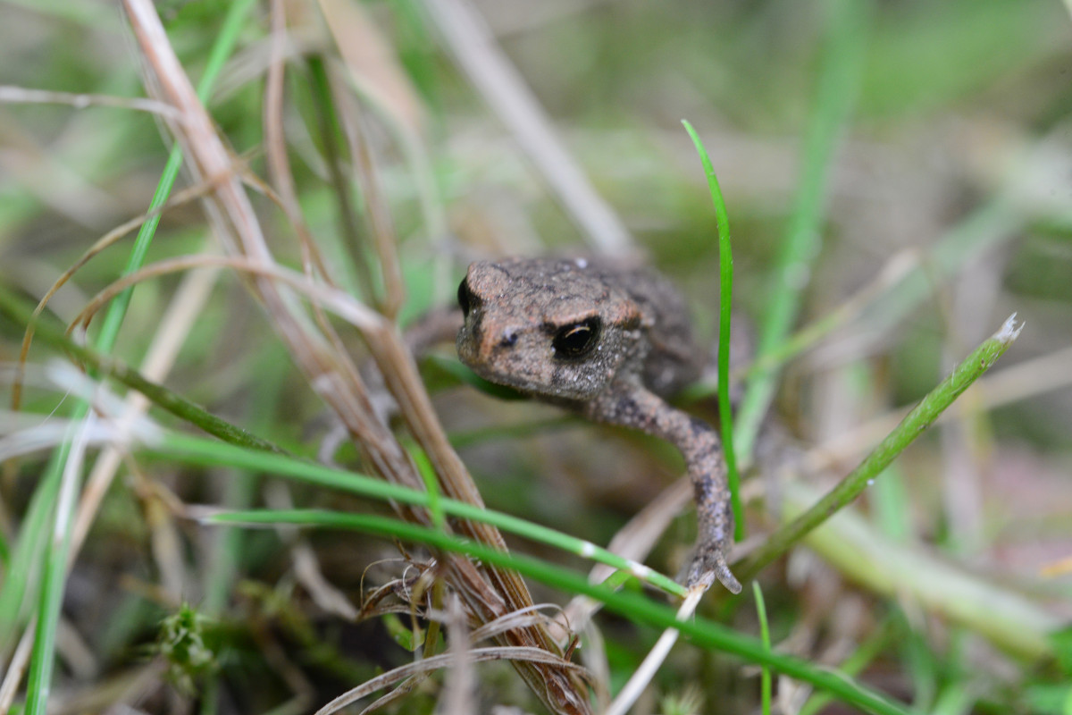 A Look of The Frog - Дмитрий Каминский