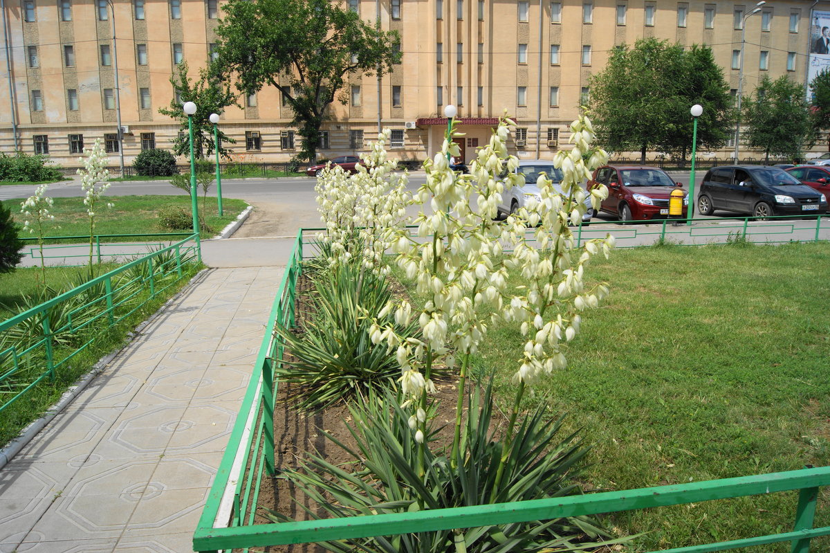 Юкка. - Александр Владимирович Никитенко