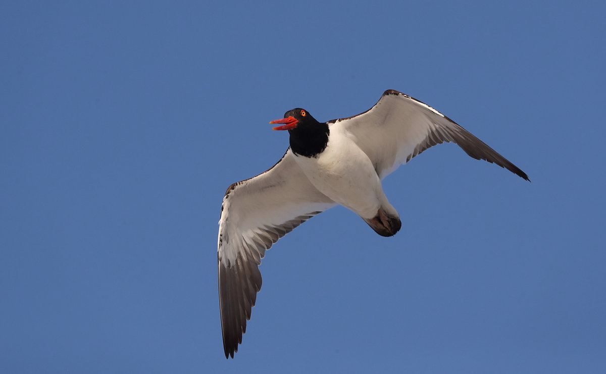 Oystercatcher - Naum 