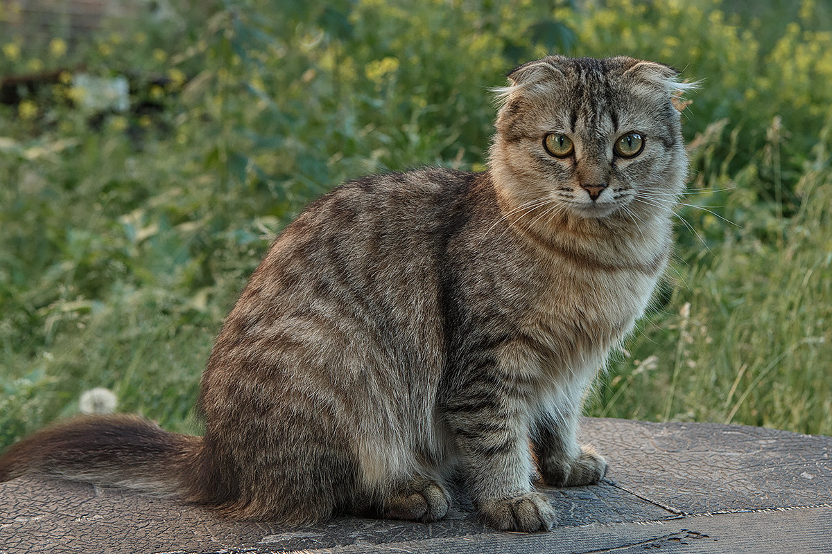 уличный котик - Елена Логачева