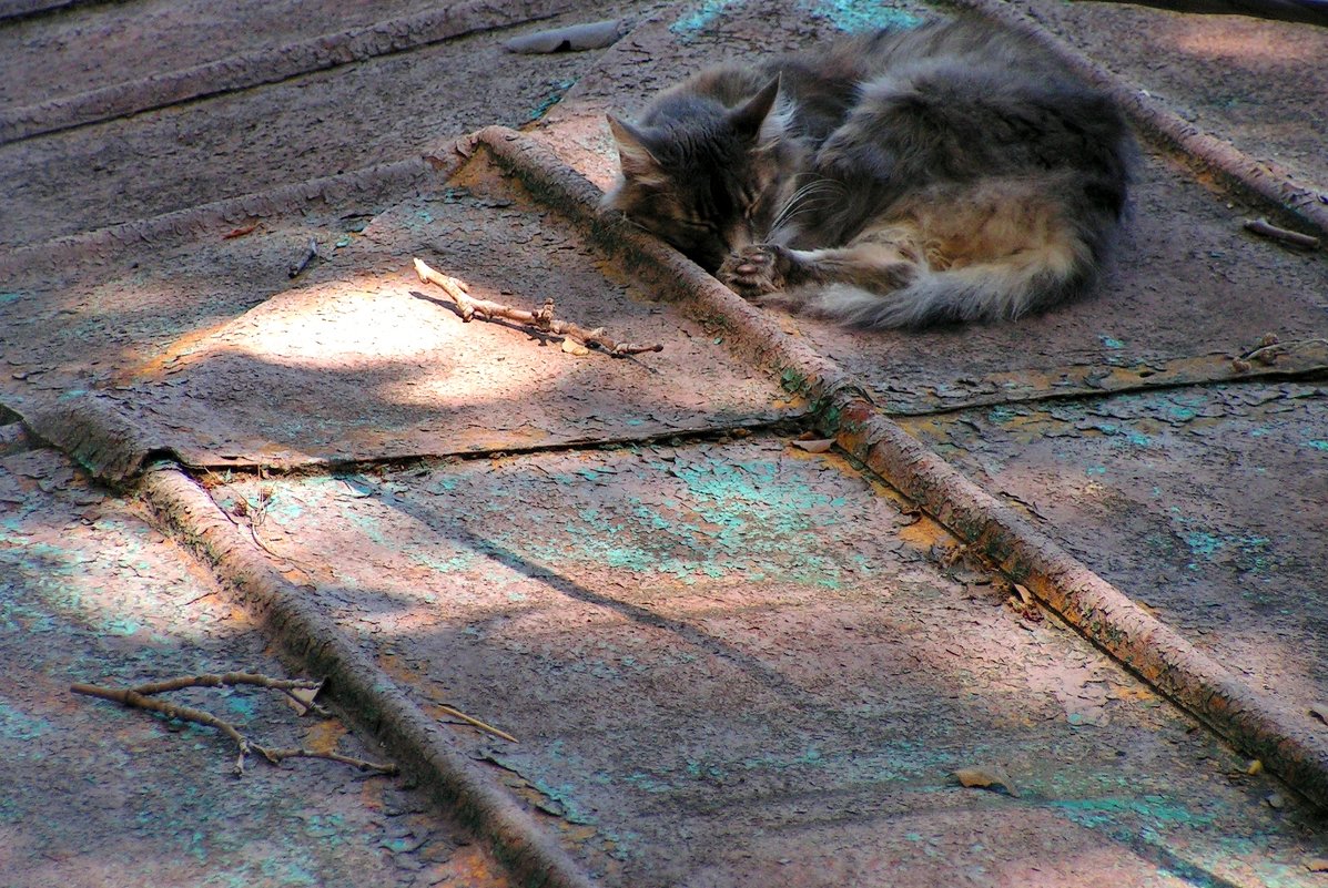 Кошка на крыше - Елена Даньшина