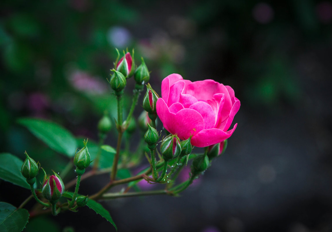 «…Прекрасны и изящны Нам розы дарят свет,…» - Андрей Нибылица