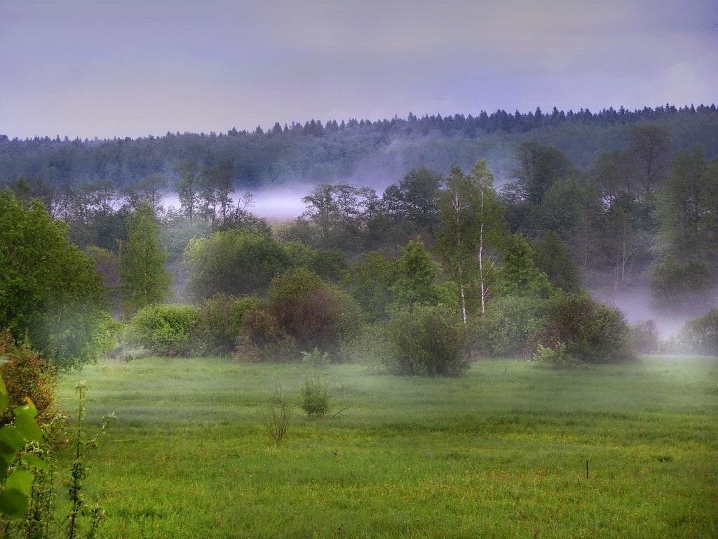Туман в низине леса - Лара Симонова 