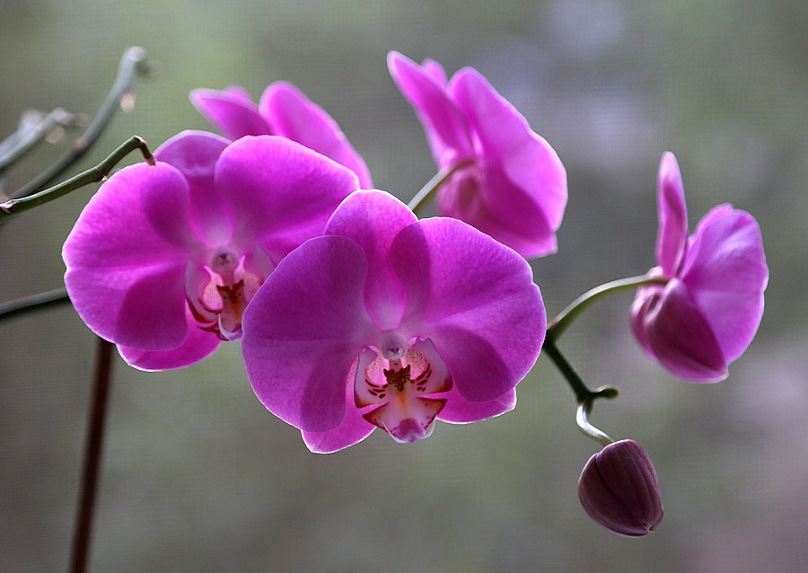 Цветущая орхидея - Alexander Varykhanov