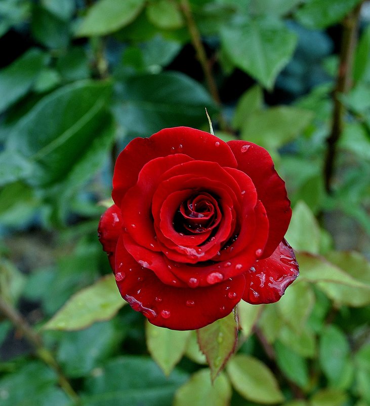 Розы после дождя Фото №3 - Владимир Бровко