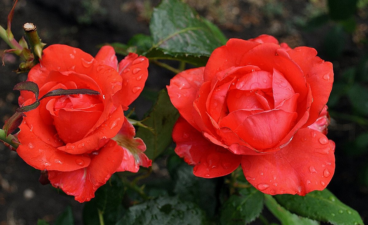 Розы после дождя Фото №5 - Владимир Бровко