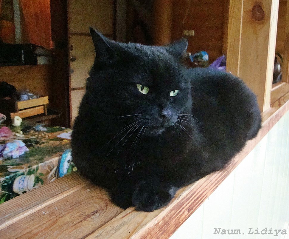 Я черный кот...и этим все сказано - Лидия (naum.lidiya)