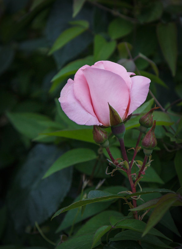« Розовый цвет нежность хранит Цветом любви он всеми зовётся…» - Андрей Нибылица