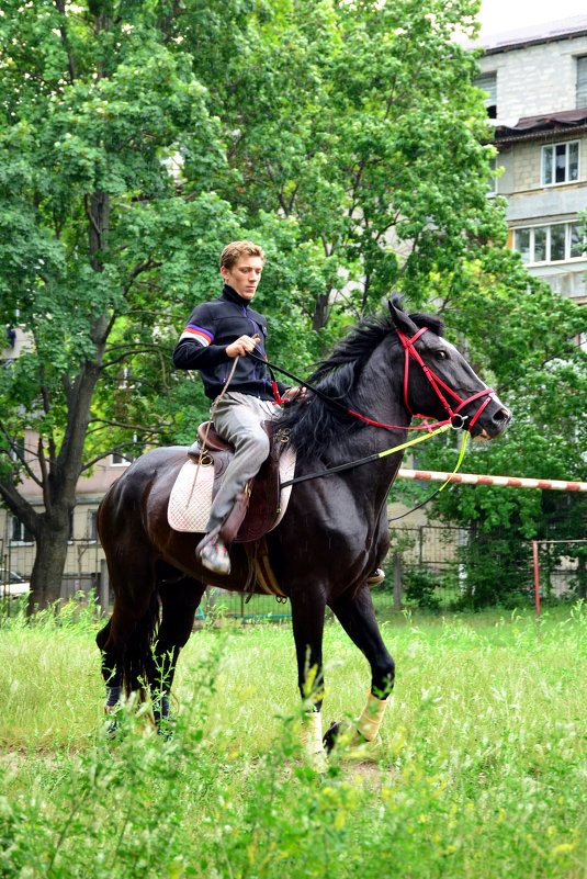 Пасутся кони возле дома - александр донченко