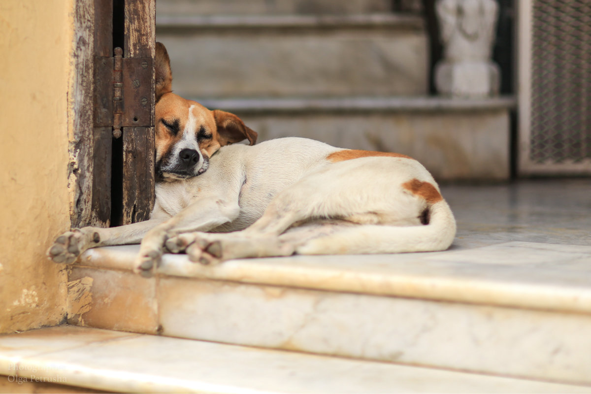 Гаванская собака с площади Вьеха. - Ольга Петруша