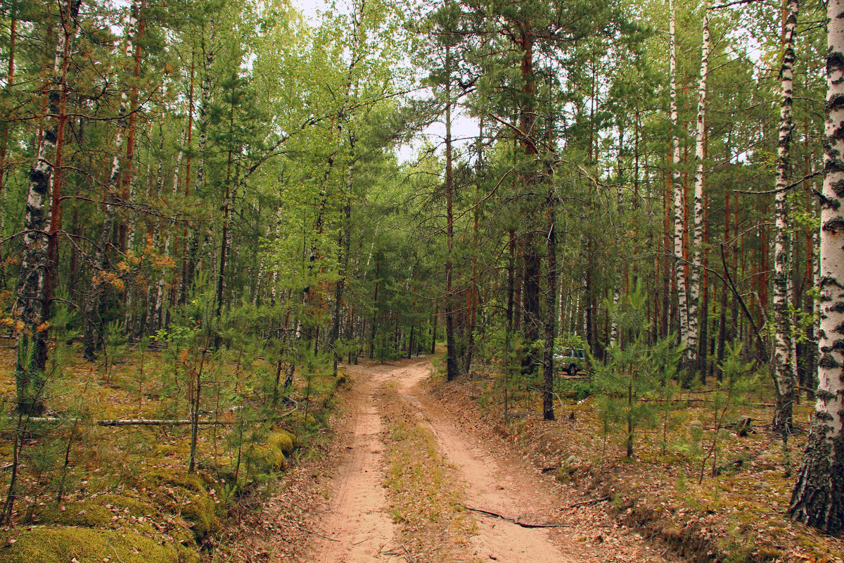 лесными дорогами - оксана 