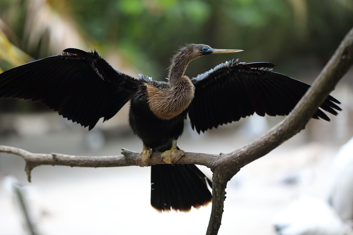 Anhinga - Naum 