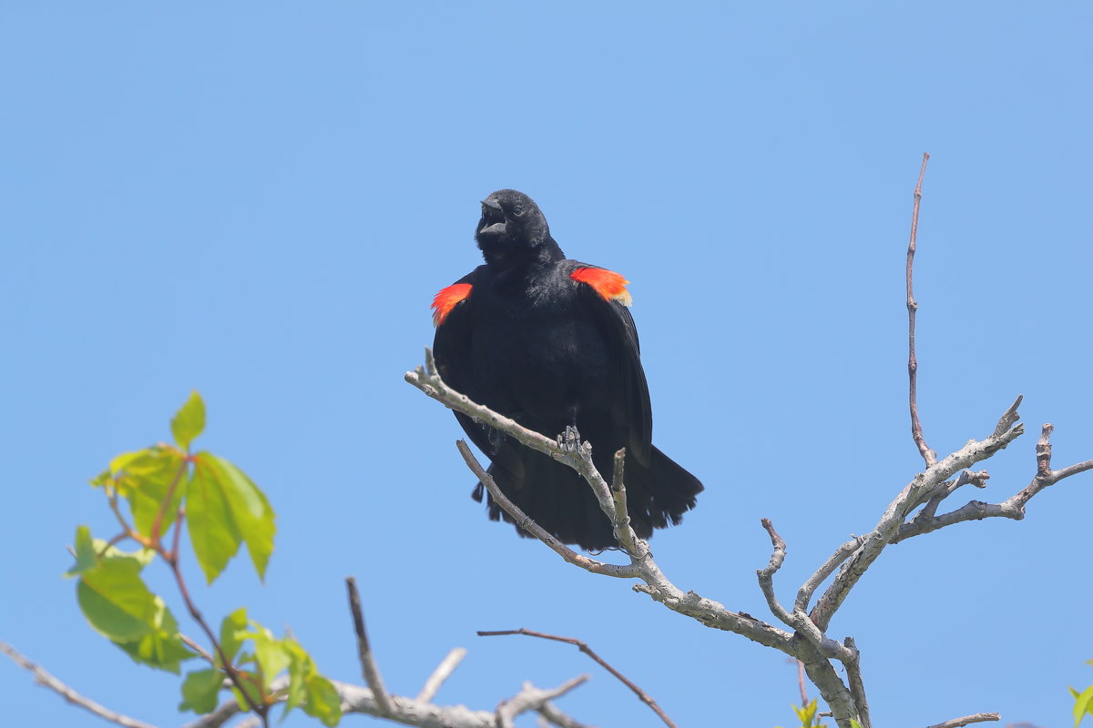 Redwinged Black Birds - Naum 