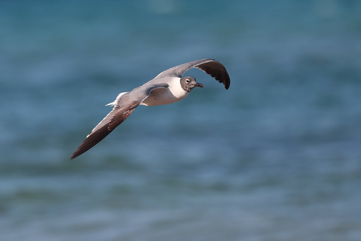 Franklins Gull - Naum 