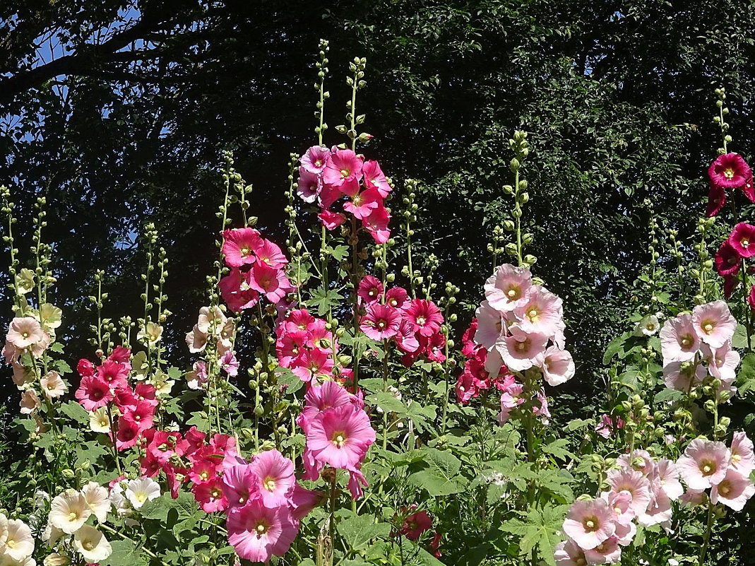 Розовые мальвы нежные, славные цветы, будто нарядили их на конкурс красоты - Маргарита Батырева
