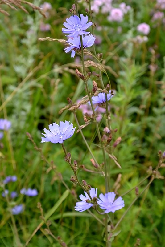 Cichorium intybus - Цикорий. - Михаил Столяров