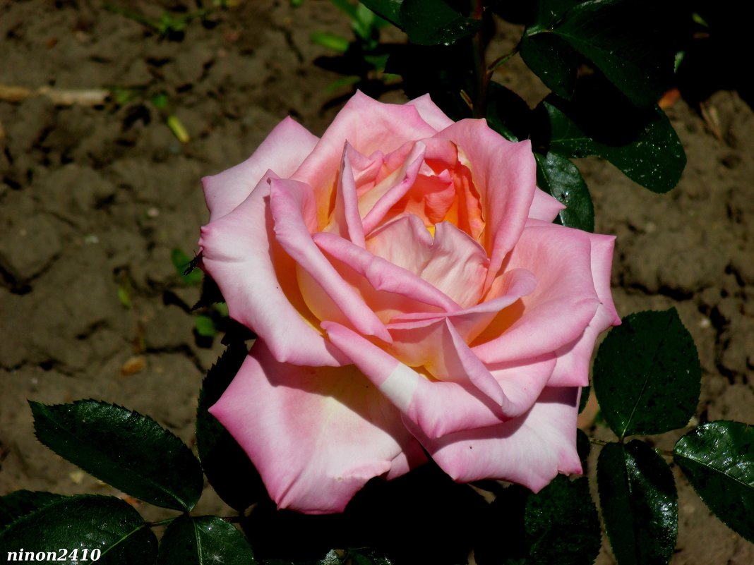 Майская роза - Нина Бутко