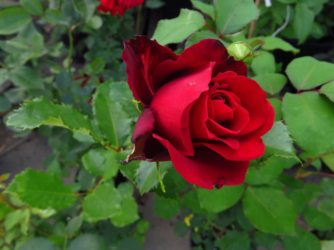 Роза - дар небесный рая, людям посланный на благо - Андрей Лукьянов