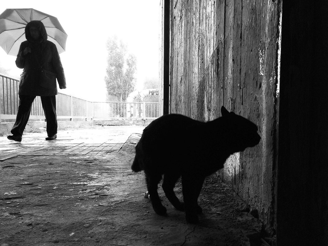 Черный кот и прохожий с зонтом - Сергей Веснин
