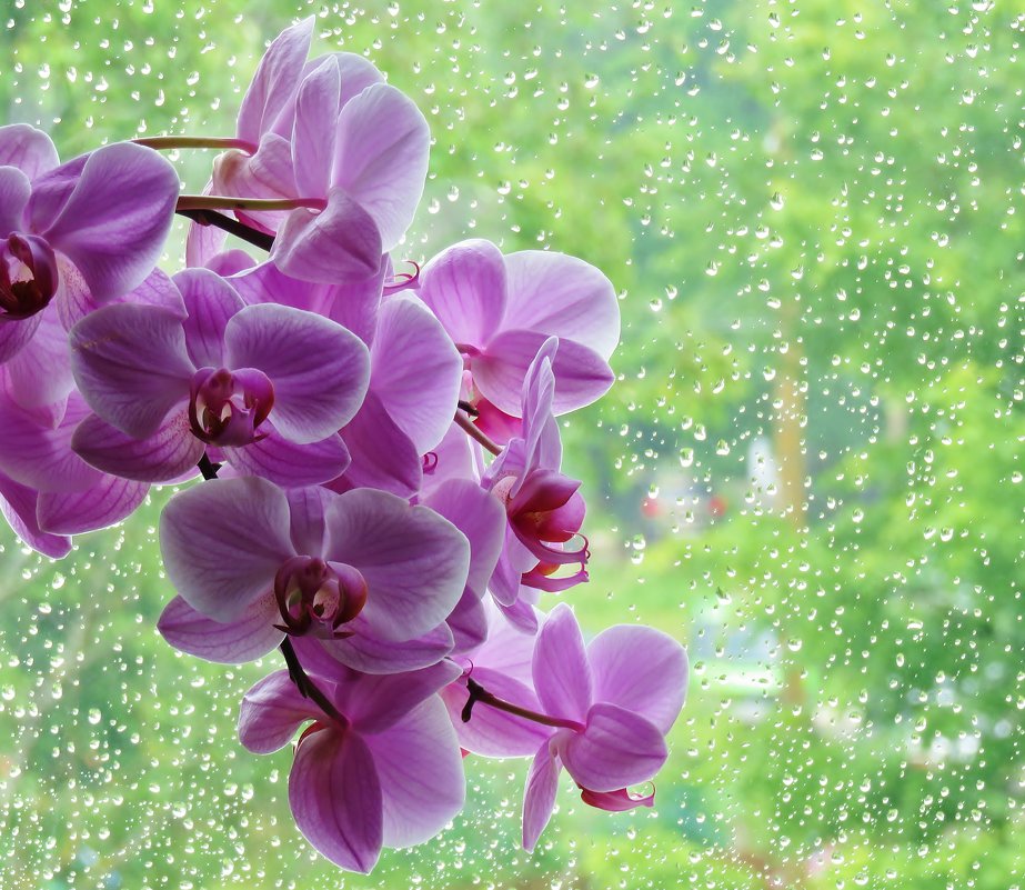 Орхидея и всё тот же дождь - Valentina 