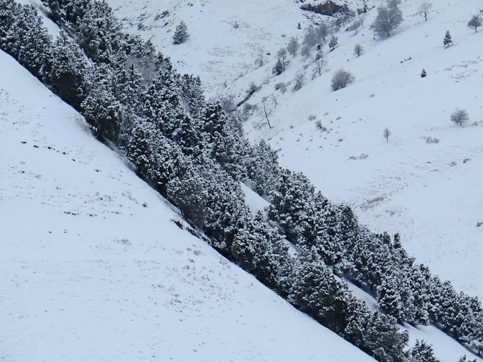 ВЕСНА В ГОРАХ, диагональ. - Виктор Осипчук