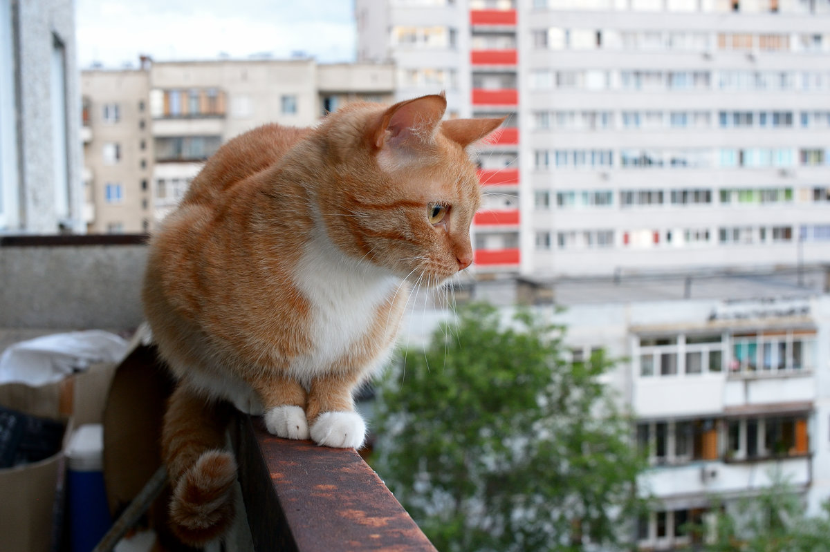 Кот на балконе - Анатолий ...
