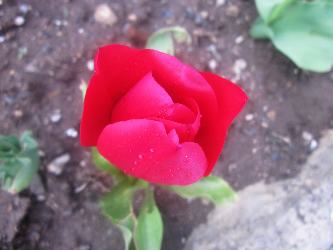 Одинокая роза - татьяна 