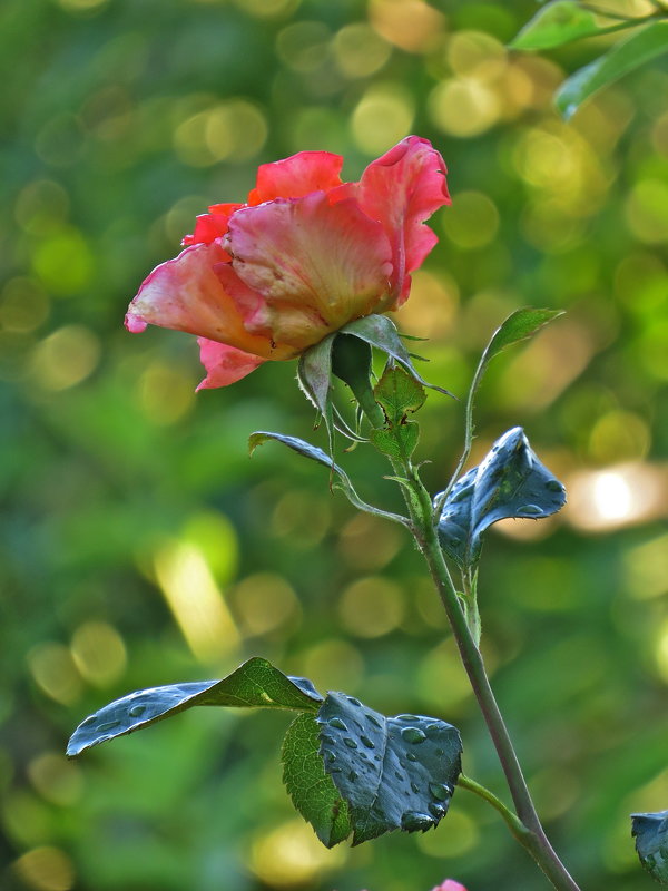 роза в моем саду - НАТАЛЬЯ 