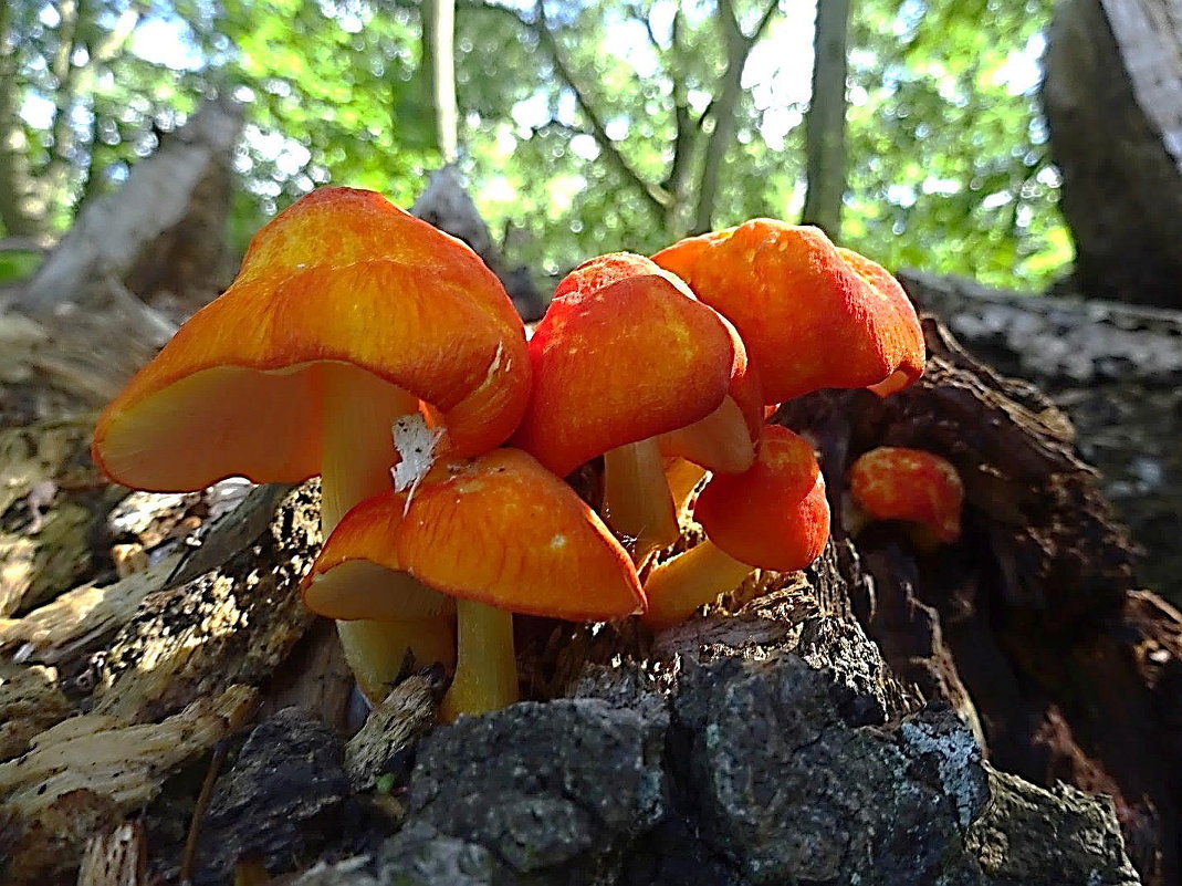 Парковые грибы - Маргарита Батырева