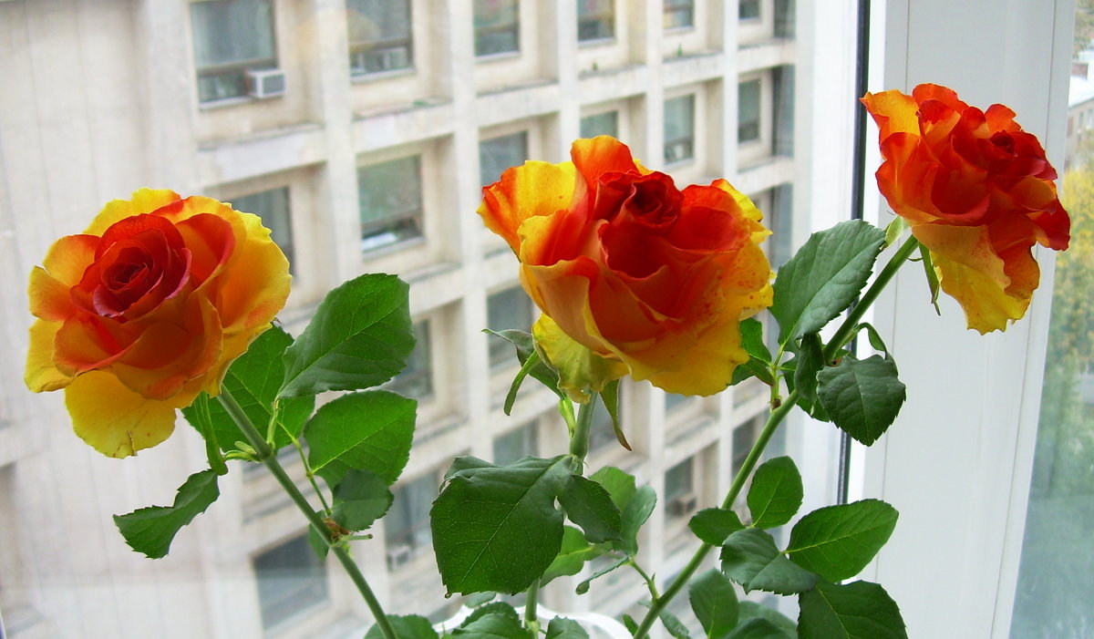 Розы на окне, как интерьер - татьяна 