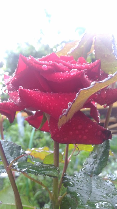 Роза после дождя - Оксана Романова