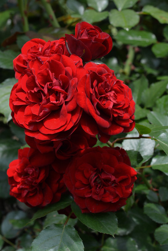 Роза  древнейшая красавица - Надежда Фёдоровна 