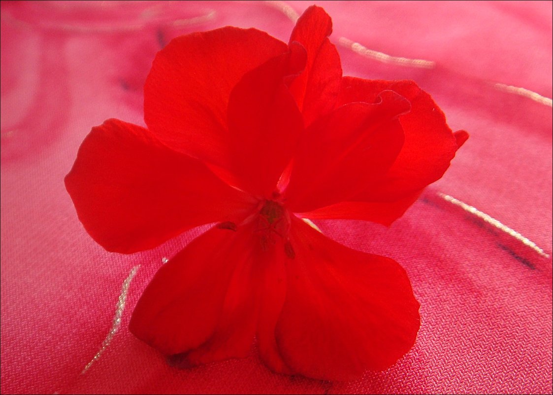 Опавший цветок герани - Нина Корешкова