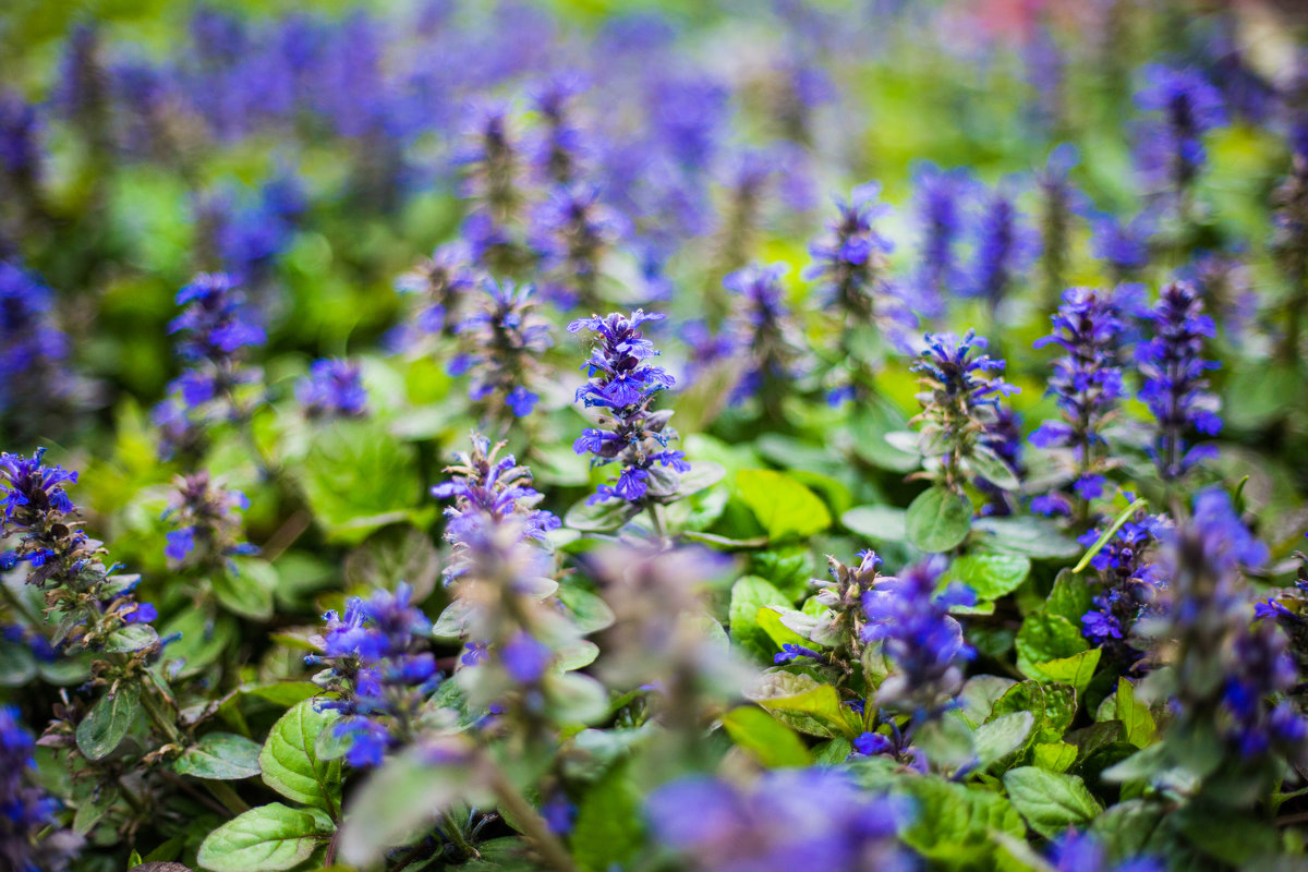 Красивые синие цветочки - Марина Алексеева