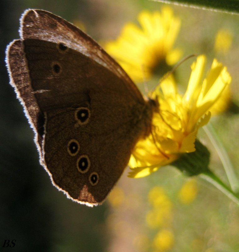 Бабочка на солнечном цветке - spm62 Baiakhcheva Svetlana