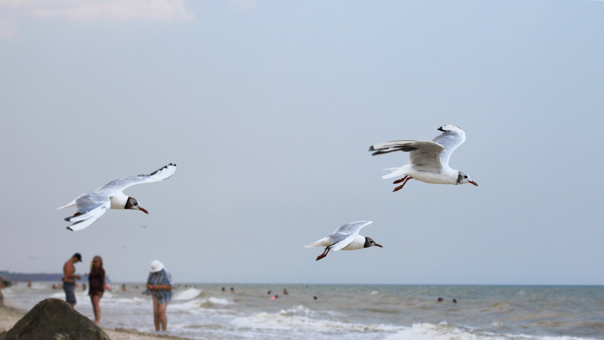 Чайки на Азовском море