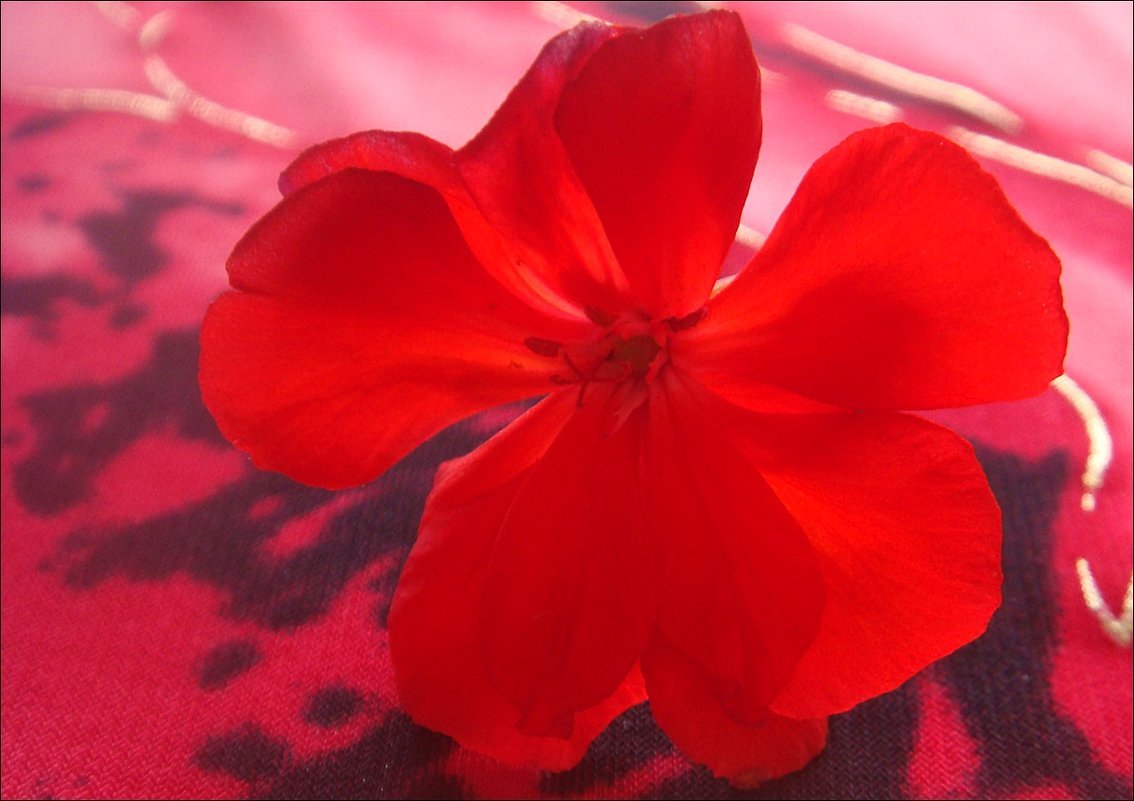 Цветок герани - Нина Корешкова