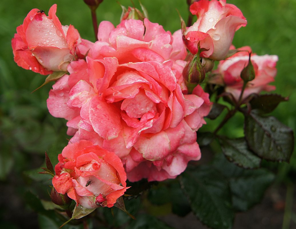 Роза садовая - Елена Павлова (Смолова)