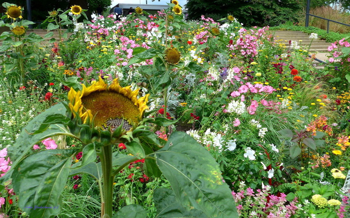 Planten un Blomen. Hamburg - Nina Yudicheva