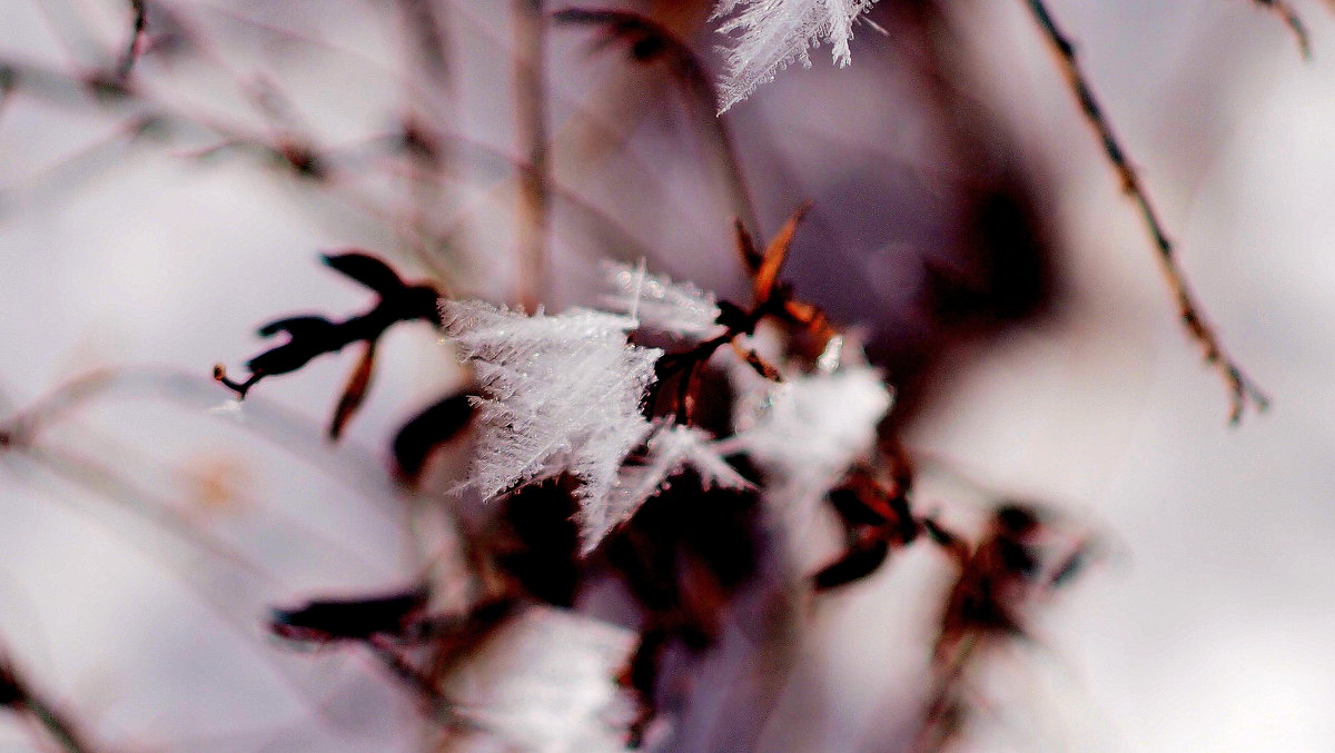 цветы мороза 1 - Александр Прокудин