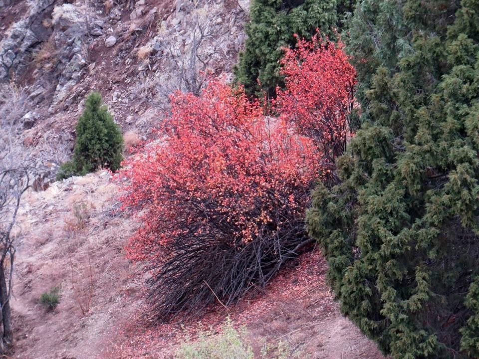 ВЕСНА В ГОРАХ. - Виктор Осипчук