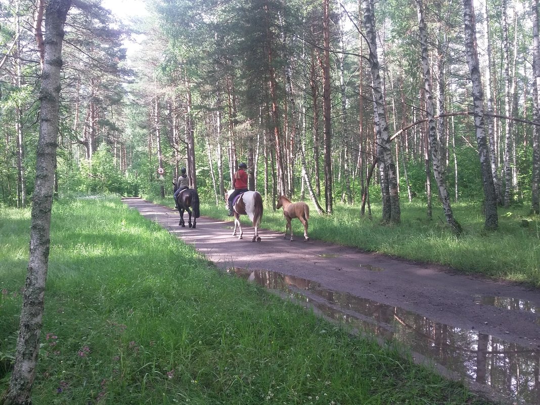 прогулка после дождя - Александра Андреева