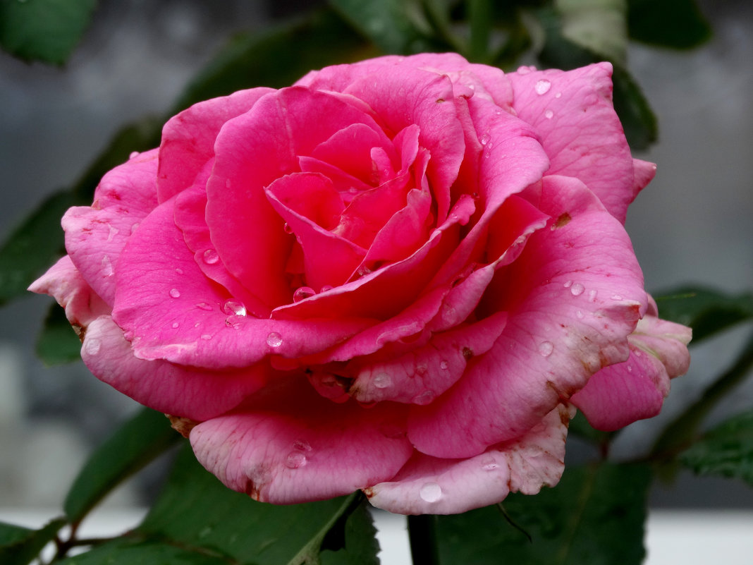 Июльская роза после дождя... - Тамара (st.tamara)