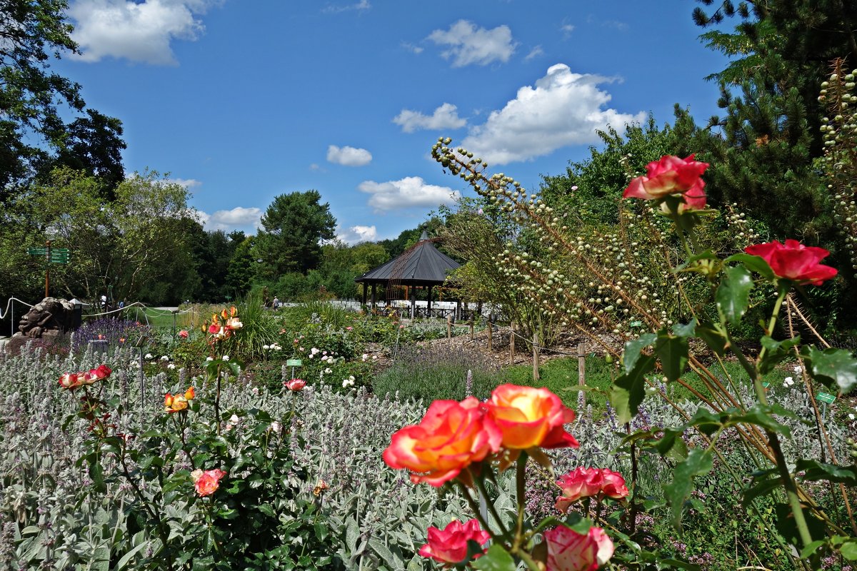 В Ботаническом саду Аугсбурга - Galina Dzubina