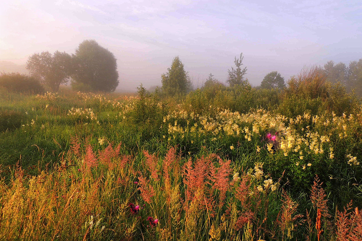 Вот такое утро с полевыми цветами - Павлова Татьяна Павлова