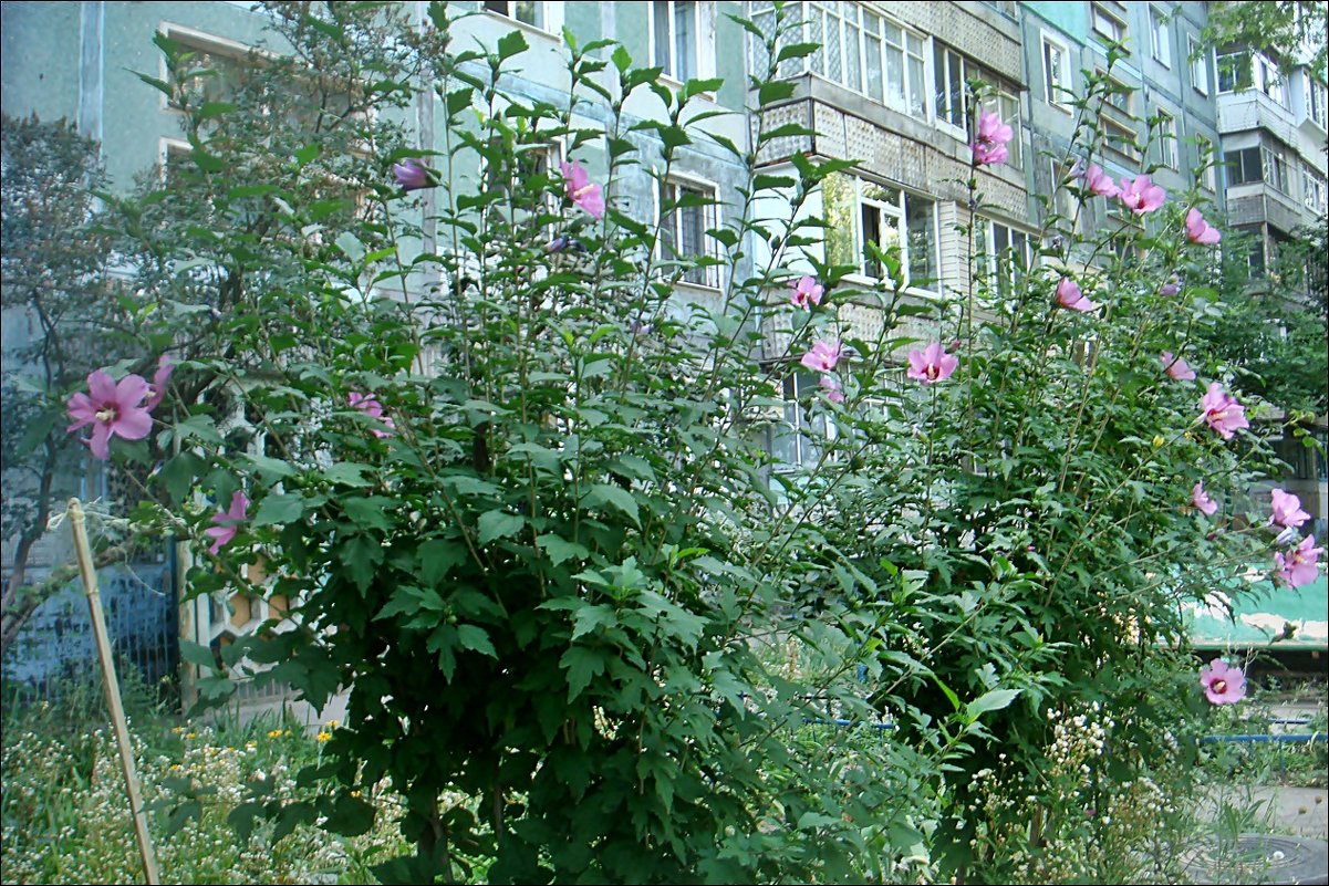 Гибискус из соседнего двора - Нина Корешкова