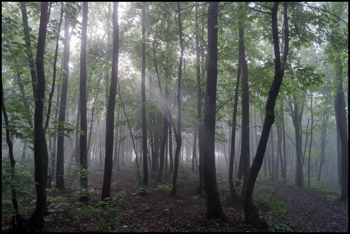 Утро в лесу - Алексей Патлах