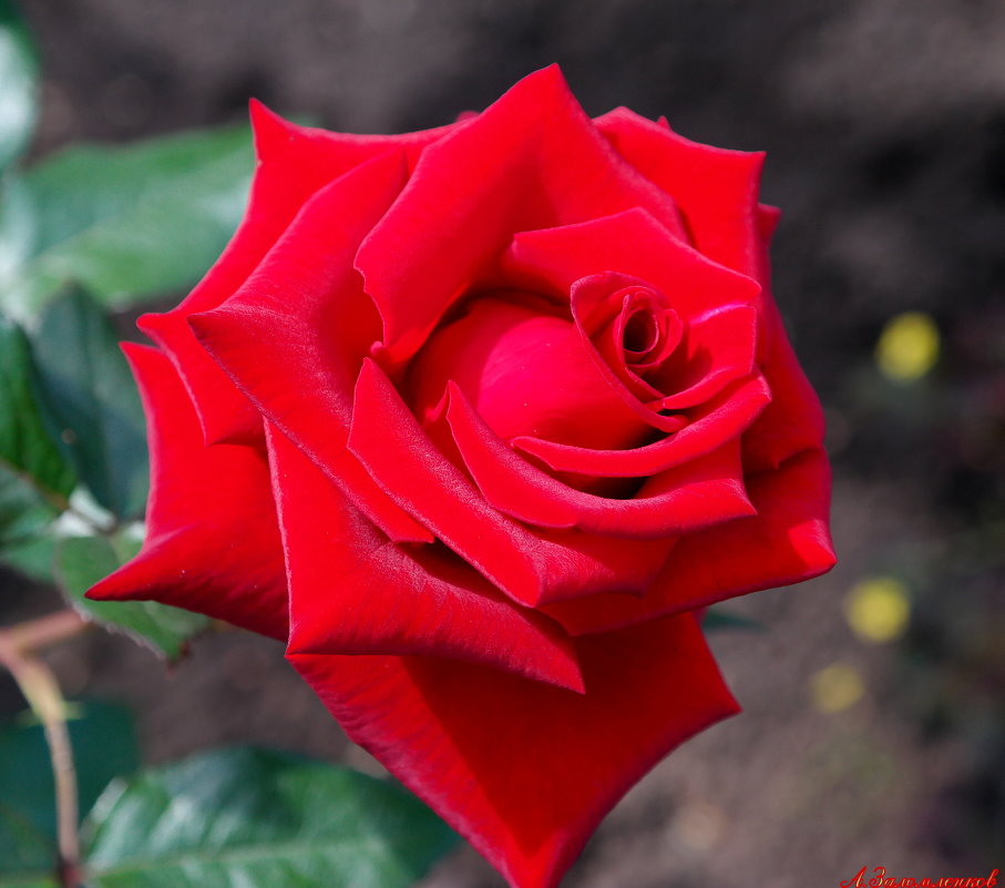 Роза красная моя, цвета радикального.. - Андрей Заломленков