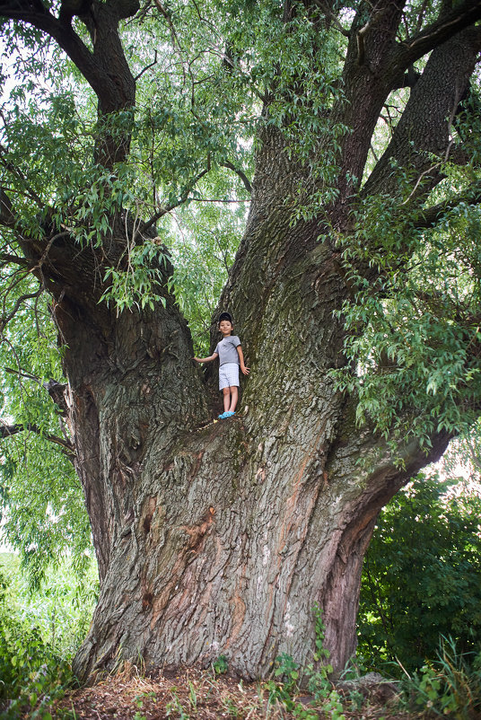 Большое дерево и маленький мальчик - Евгений Кожухов