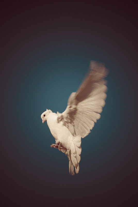голуби - Natalia SabliNA